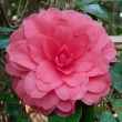 Anne Elizabeth Madsen